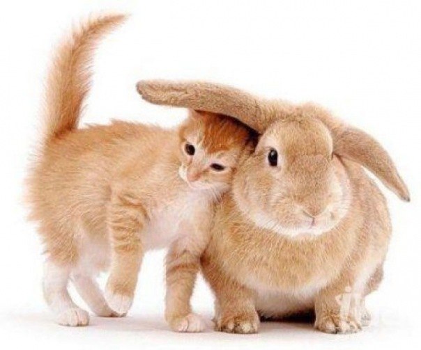 Альбина Мельник | Санкт-Петербург