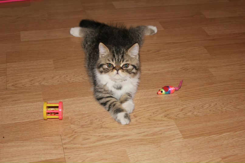 Яна Шарапова | Киров