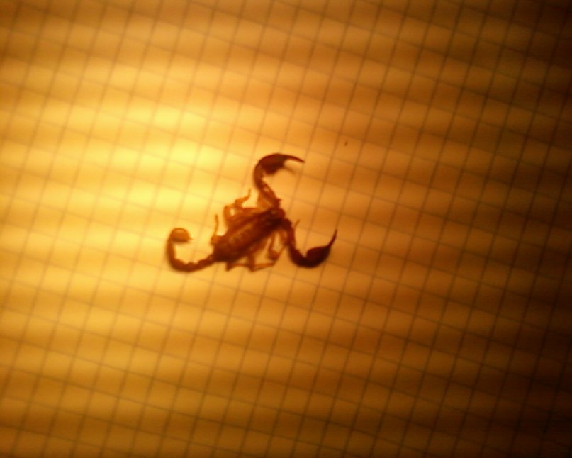 Надежда Ваган | Томаковка