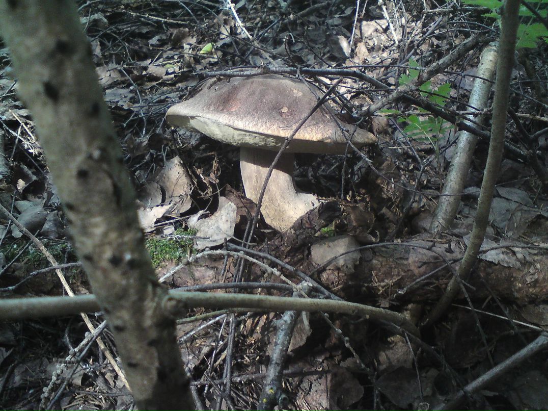 Андрей Илюхин | Орёл