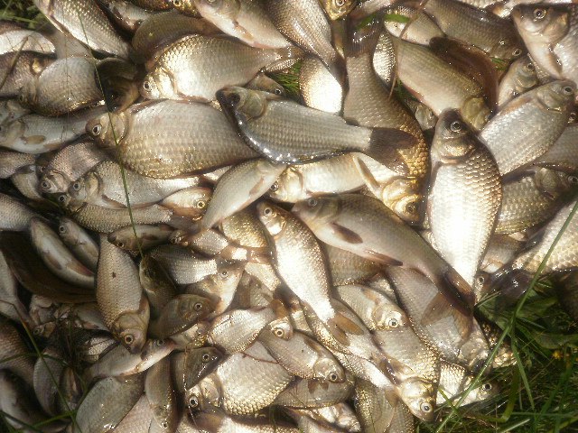 Паша Пац | Могилёв