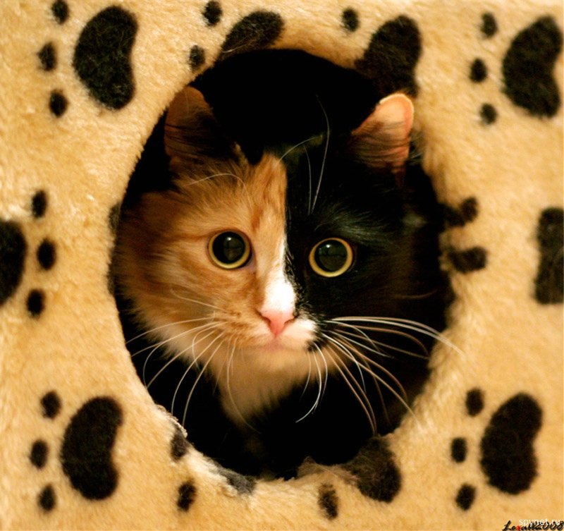 Евгения Непогодьева НИК_ЕЩЕ_В_РАЗРАБОТКЕ_ | 