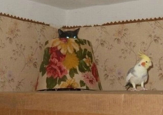 Александр Капустин | 