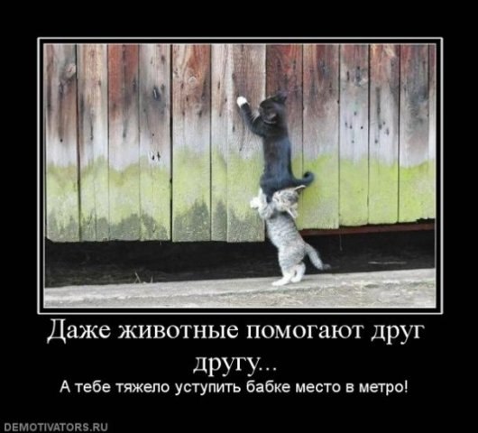 №41, Дмитрий Панасюк, 26 лет, Тольятти №41, Дмитрий Панасюк, 26 лет, Тольятти