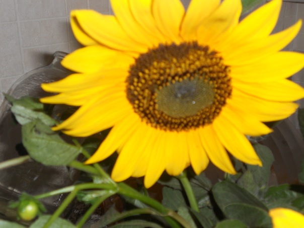 №6, Света Асанова №6, Света Асанова