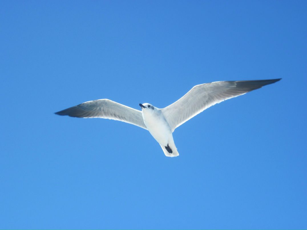 Елена Четверикова | 