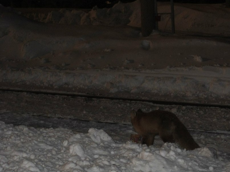 Игорь Лосев | Апатиты