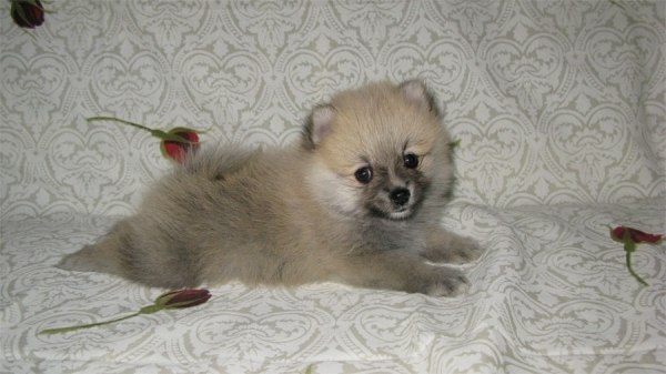 Максим Козенков | Гусев