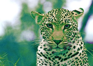 Наталья Ипатова | Запорожье