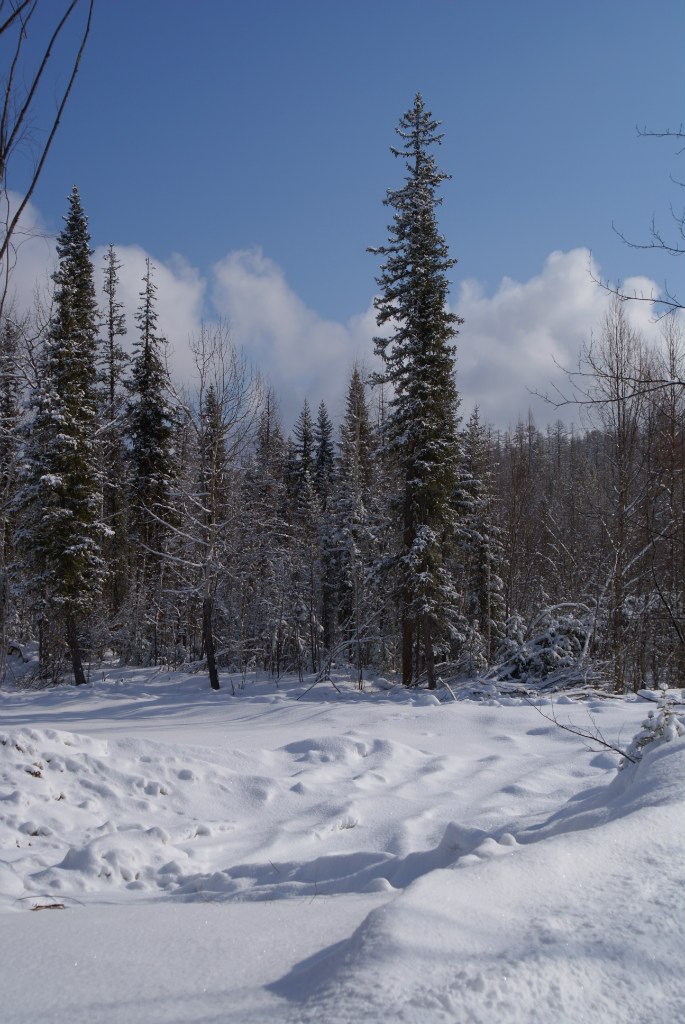 Иван Босниец | 