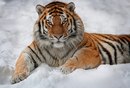 Фотография Прохоренко Александра