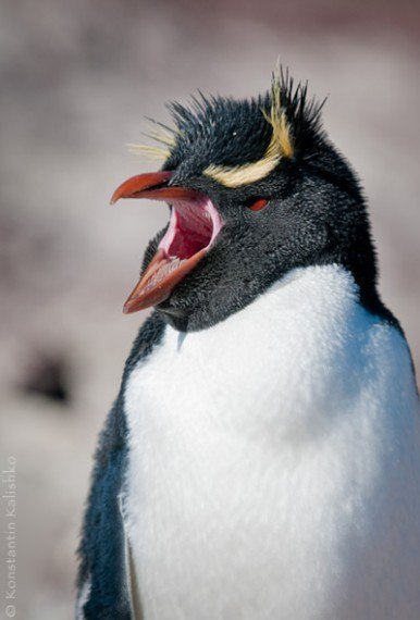 Панама Забавный | 