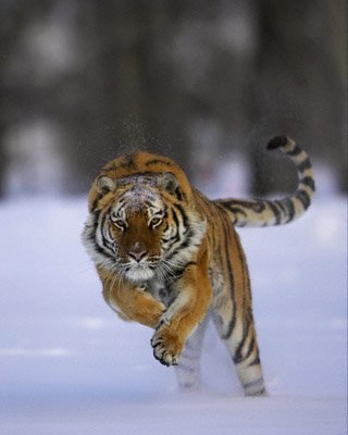 Тигран Исраелян | Оренбург