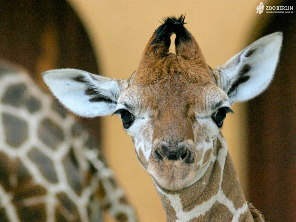 Артур Арутюнов | Екатеринбург