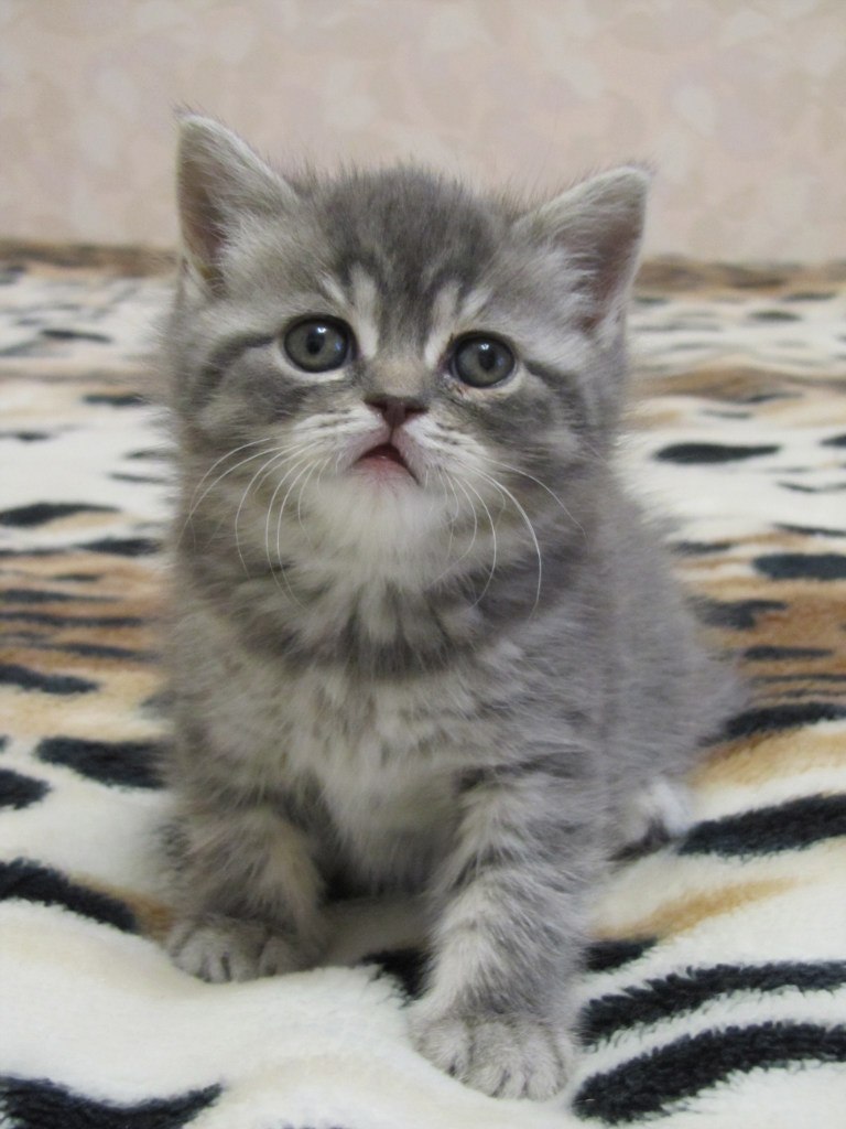 Оксана Скобіна | Киев