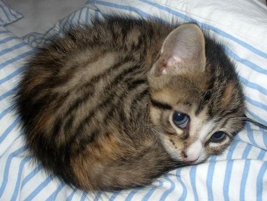 Ирина Архипенко | Киев