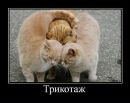 №34 Светлана Фомина 15.01.1987: профиль, фото, статус - ВКонтакте