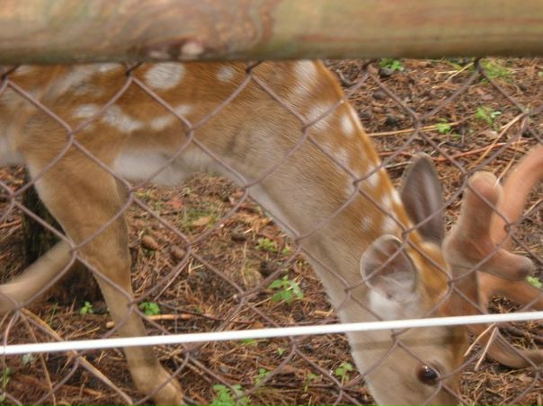 №40, Колян Ахрамович №40, Колян Ахрамович