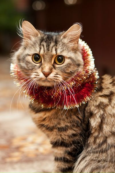 №10, Елена Федорина, 38 лет, Симферополь №10, Елена Федорина, 38 лет, Симферополь