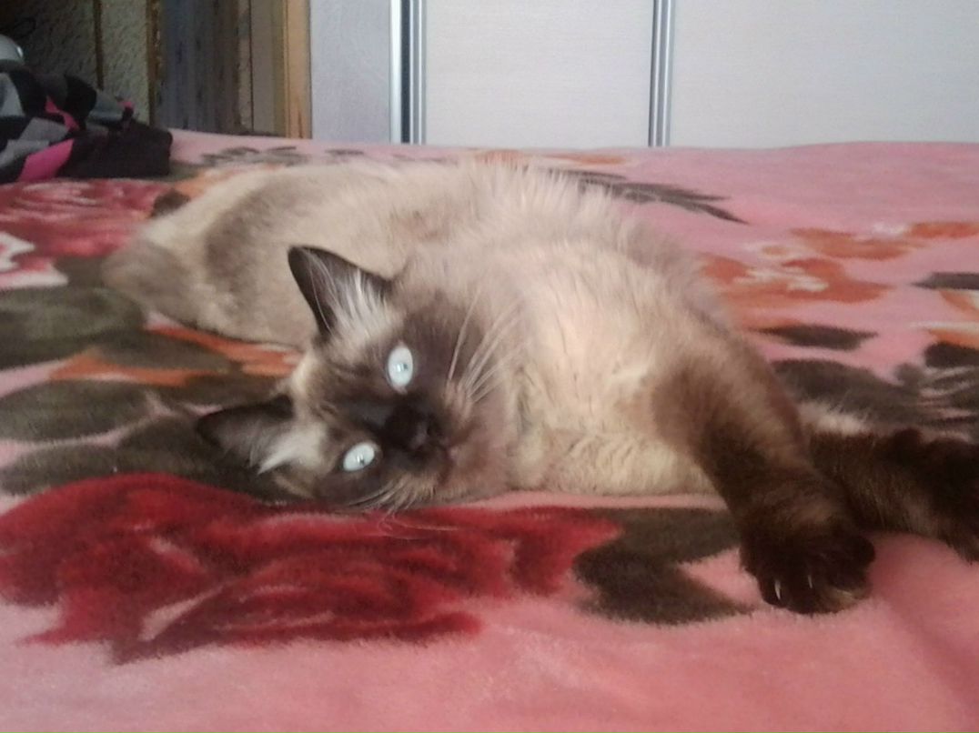 Анна Остапенко | Москва