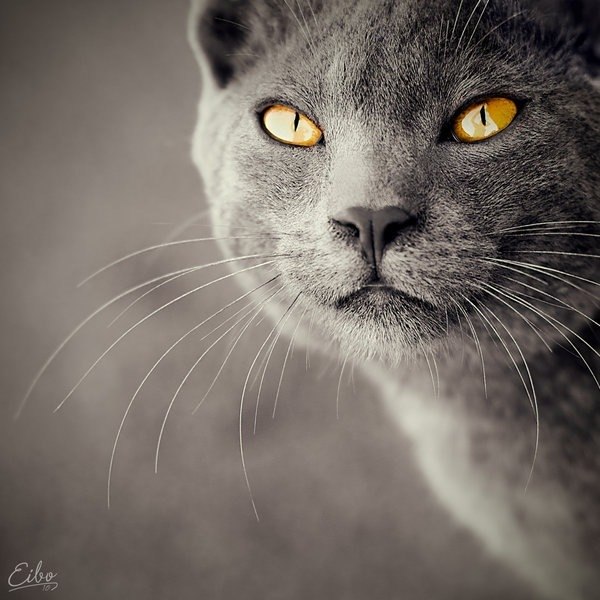 Вадим Абрамов | Ярославль