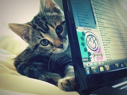 Катрина Ильинская Кот | Зеленоград