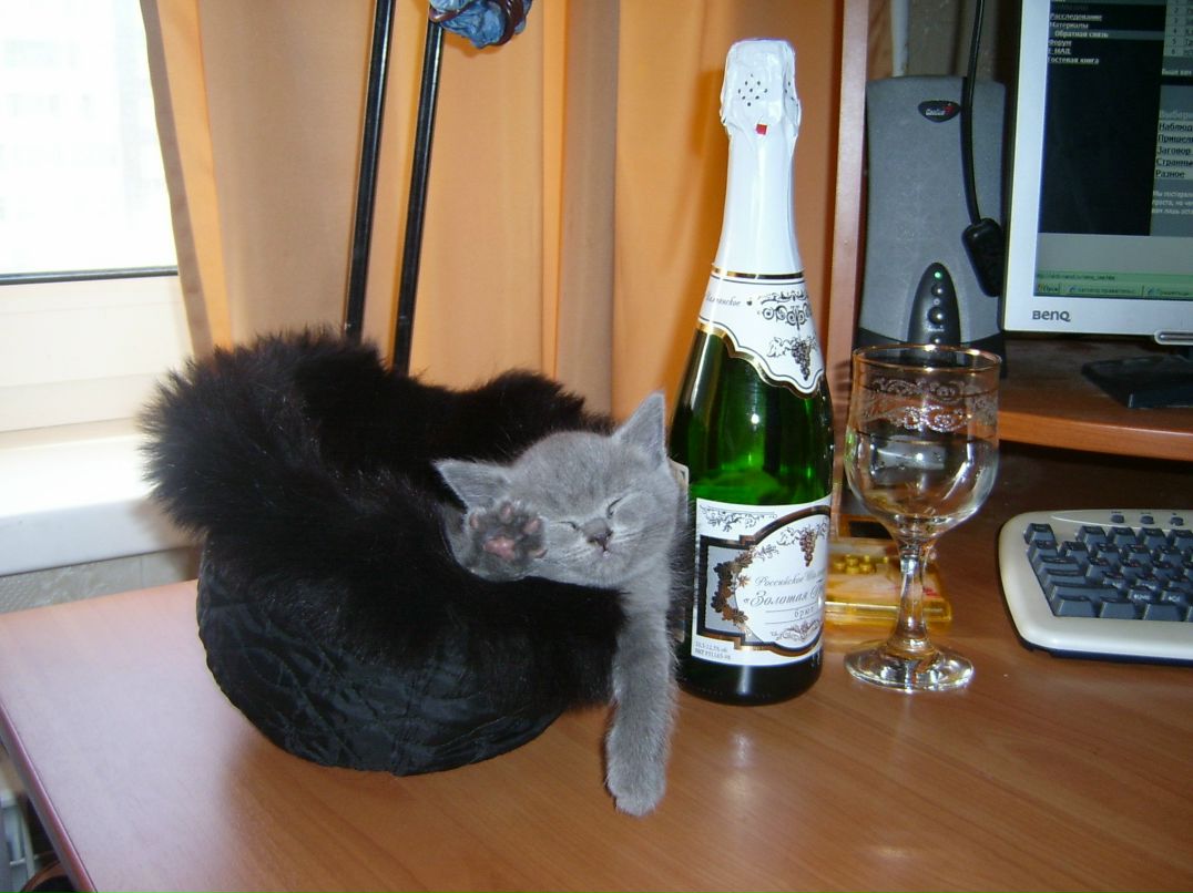 Евгений Шибанов | Санкт-Петербург