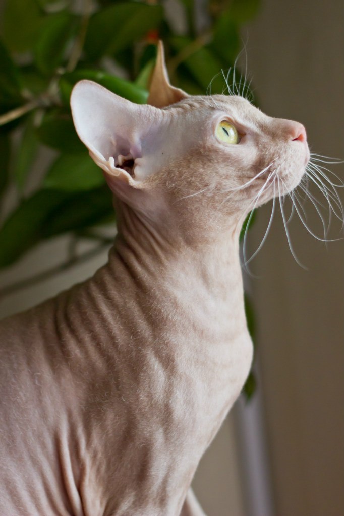 Таня Танская | Киев