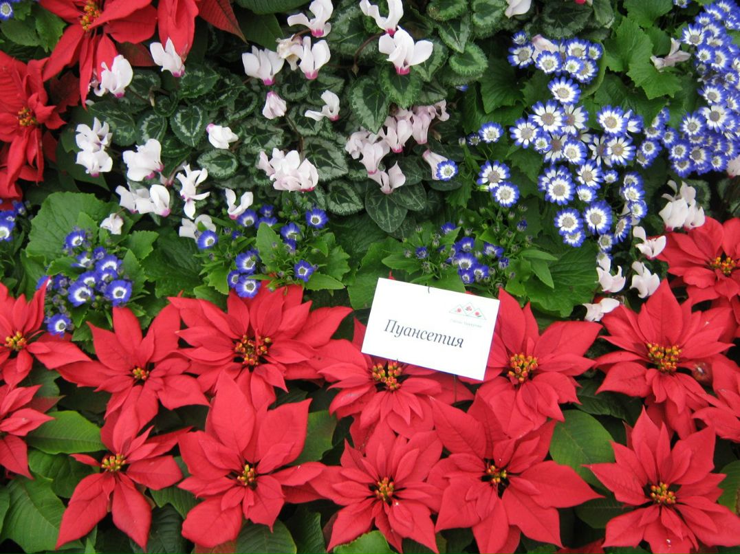 Андрей Михайлов Анатольевич | Ижевск