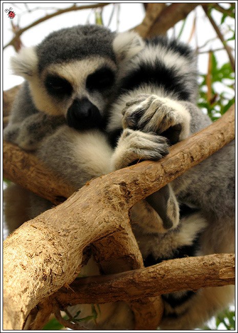 Marcus Chubaka (MyDeadDog) | Москва