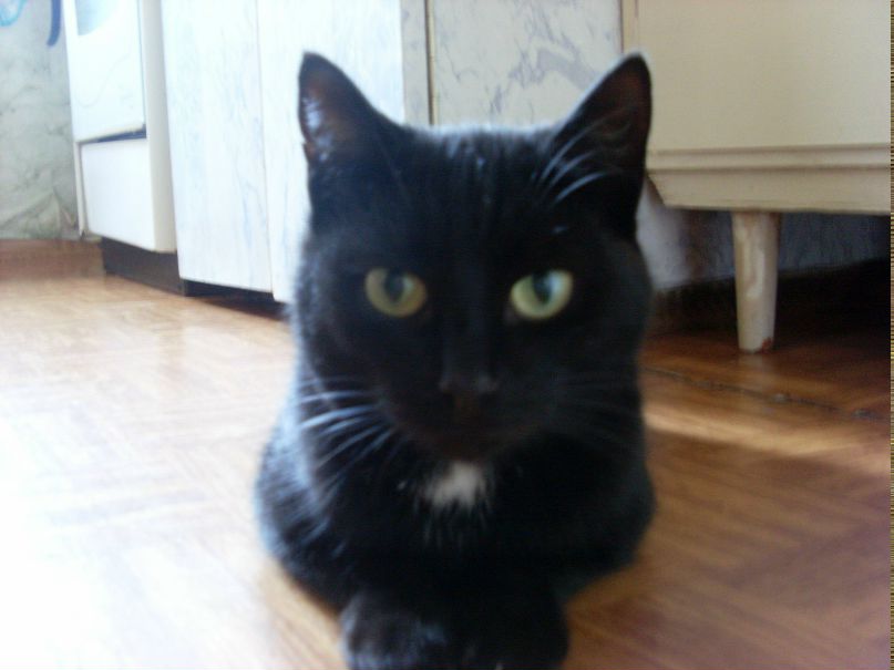 Надежда Колчина | Плишкари