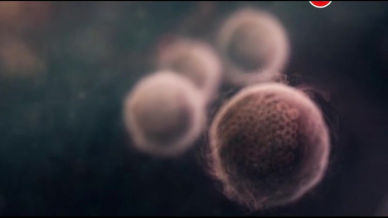 BBC: Девять месяцев, которые создают нас 01серия Первые восемь