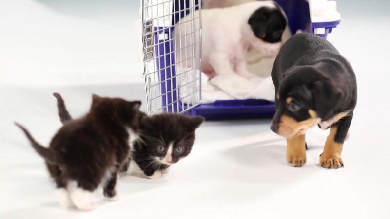 Kittens Meet Puppies For The First