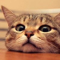 Илья Кузнецов