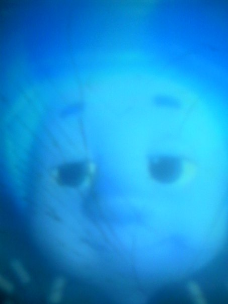 Нолик Фиксиченко, Израиль, Иерусалим