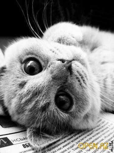 №2, Янка Чуйгук №2, Янка Чуйгук