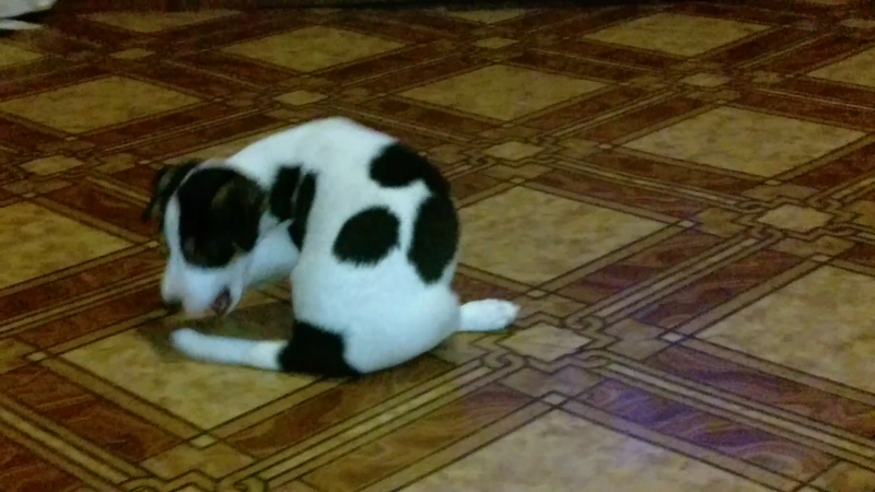 Попробуй поймать