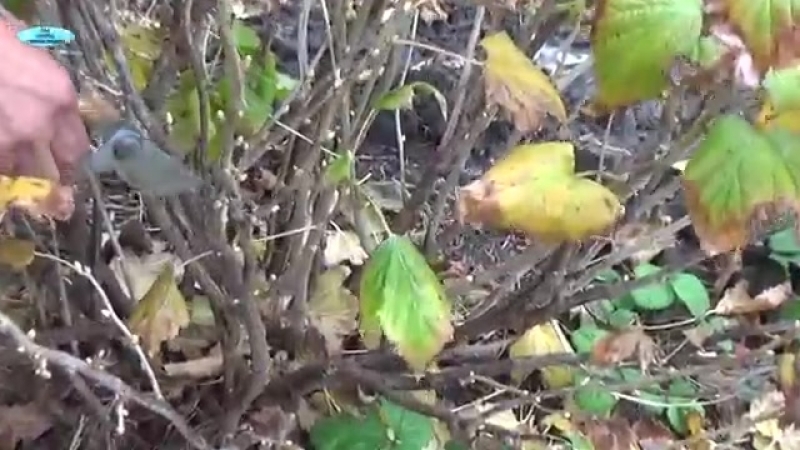 ОБРЕЗКА 1 НО, 2 Х И 3 Х ЛЕТНИХ КУСТОВ ЧЁРНОЙ СМОРОДИНЫ