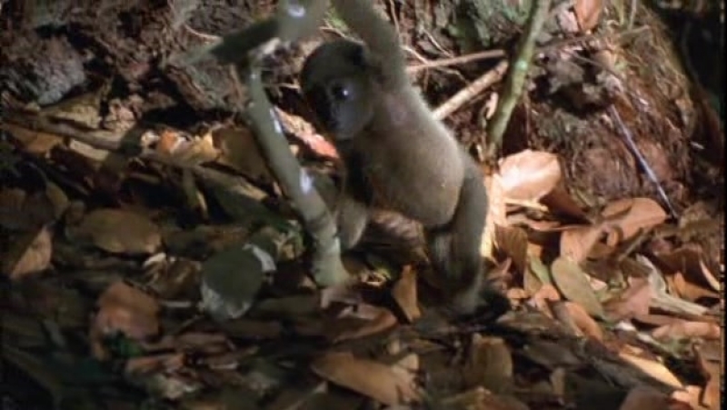 Tainá Uma Aventura na