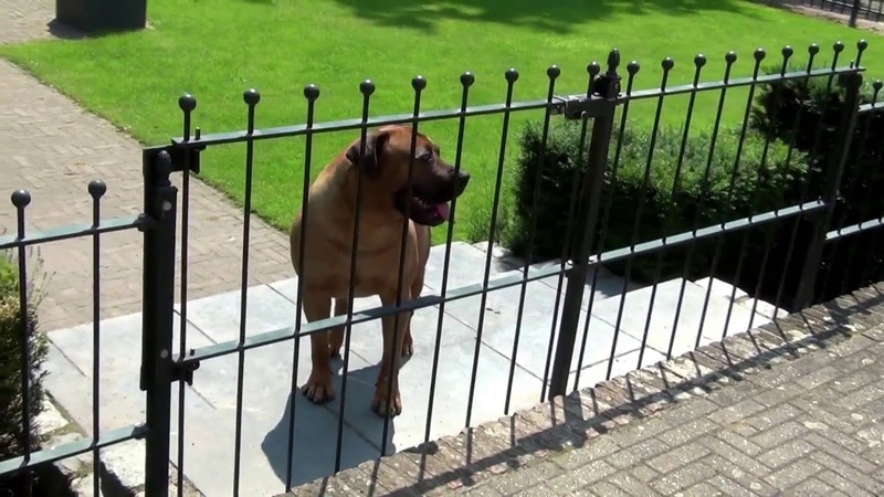 Boerboel South African Mastiff Waiting for Dog Trainer to Arrive