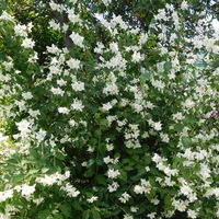 Галина Александрова