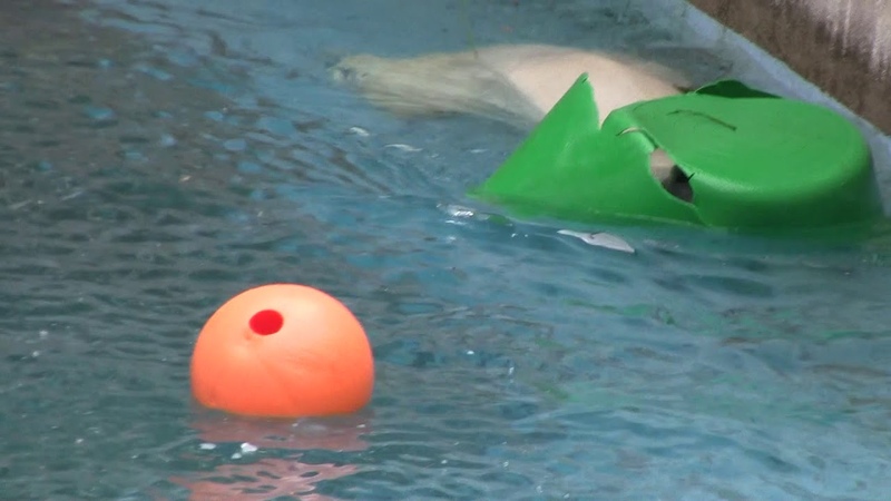 2 25 June 2019 at Tennoji zoo, Osaka,