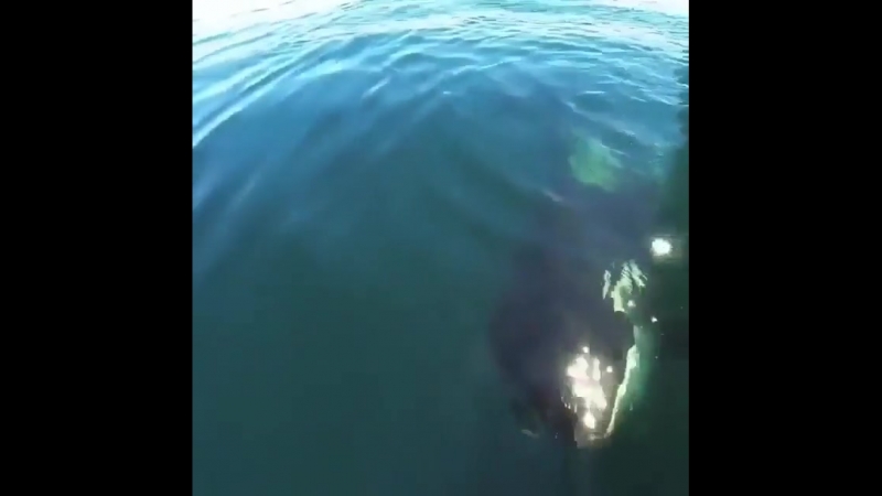 How beautiful is this orca Smiling for the camera blush Have you ever seen one in ( 640 X 640 ).