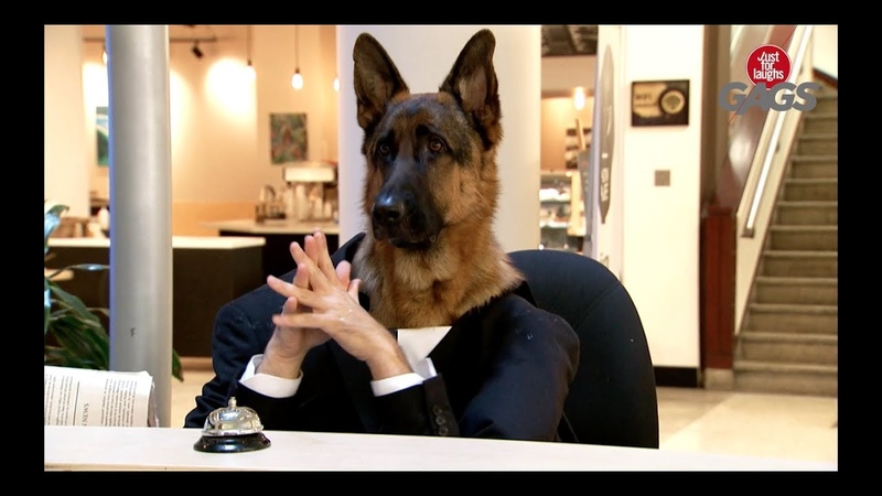 Dog Works At the Informational
