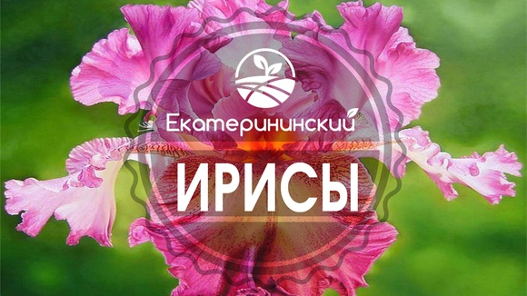Товары Екатерининский | Садовые растения, цветы,саженцы – 624 товара ...
