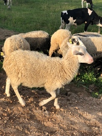 Золотой Телёнок - ферма в деревне Поджигородово