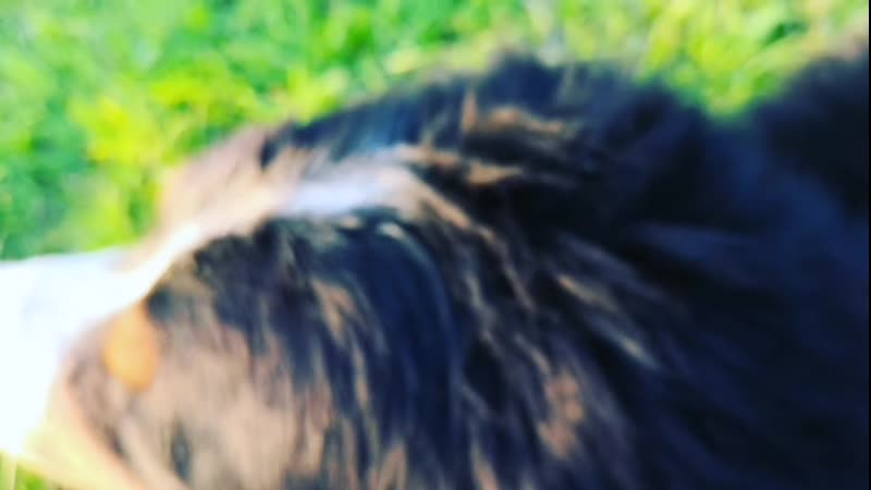 VID_128720803_060503_171.mp4