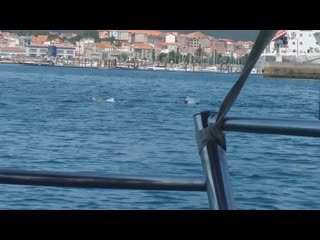 delfinos