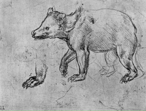 Леонардо да винчи анималистика. Леонардо да винчи анималистика. Леонардо да винчи зарисовки животных. Леонардо давинчи наброски животных. Наброски леонардо да винчи карандашом.