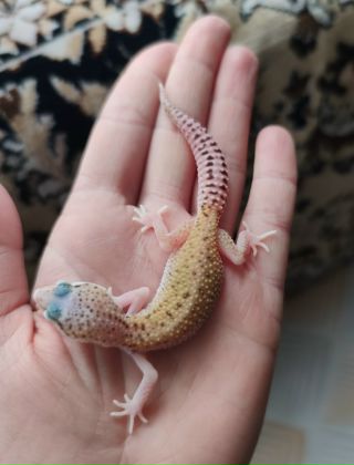 Леопардовый эублефар. Леопардовый эублефар. Эублефары плюсы. Эублефары плюсы. Дримсикл эублефар морфа.